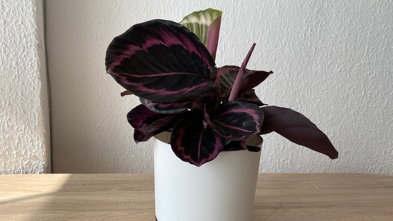 A rose-painted calathea growing in a pot inside a home.