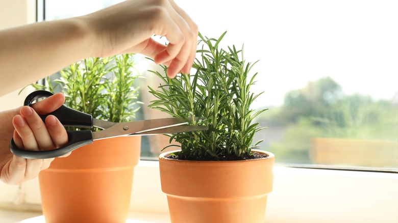 A gardener harvests leaves from an indoor potted rosemary plant.