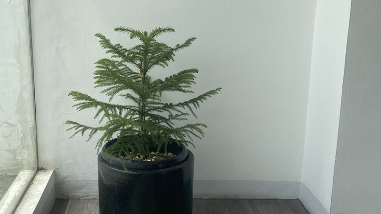 A spruce tree growing in a black ceramic planter near a window indoors.