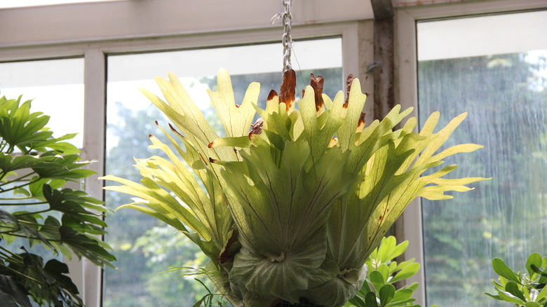 Staghorn fern hanging from a pot indoors
