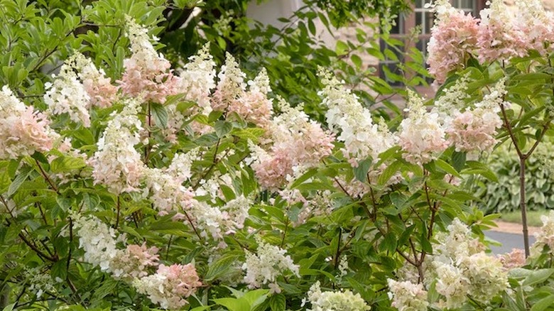 Two-toned colored flowers of Angel's Blush hydrangea