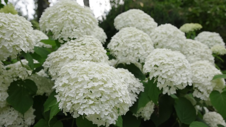Pristine white flowers of Annabelle hydrangea in bloom