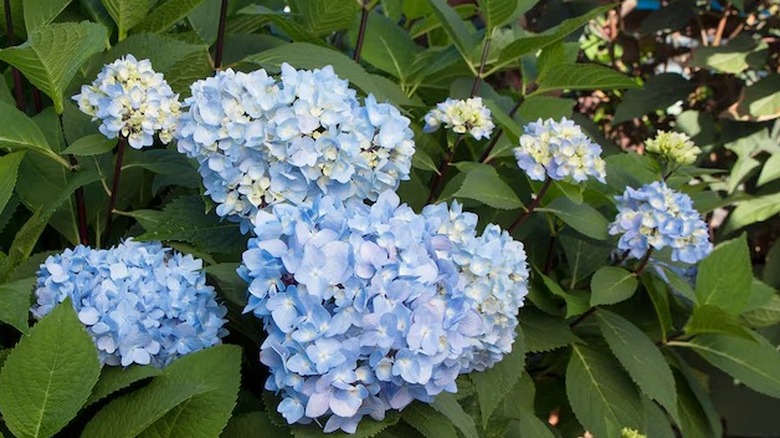 Blue flowers of Blue Enchantress hydrangea