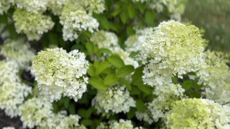 Creamy green flowers of Bobo hydrangea
