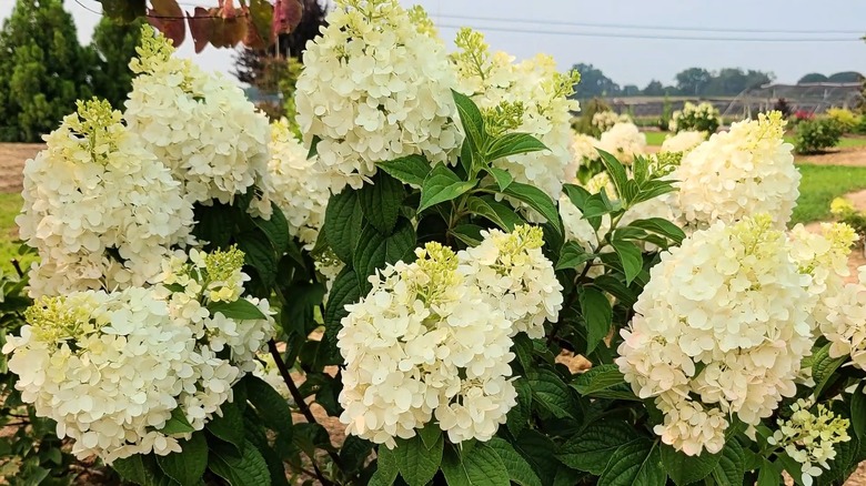 Creamy white flowers of Early Evolution hydrangea