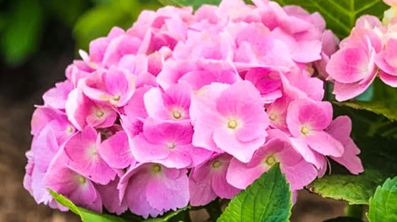 Pink flowers of 'Early Sensation' hydrangea