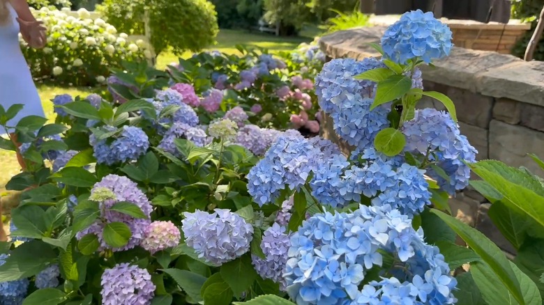 Blue, pink, and lilac blooms of Endless Summer hydrangea