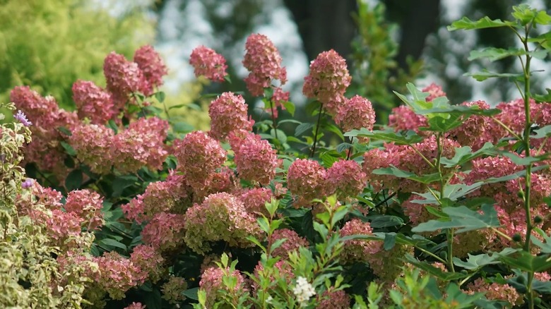 Pink flowers of Fire Light Tidbit hydrangea