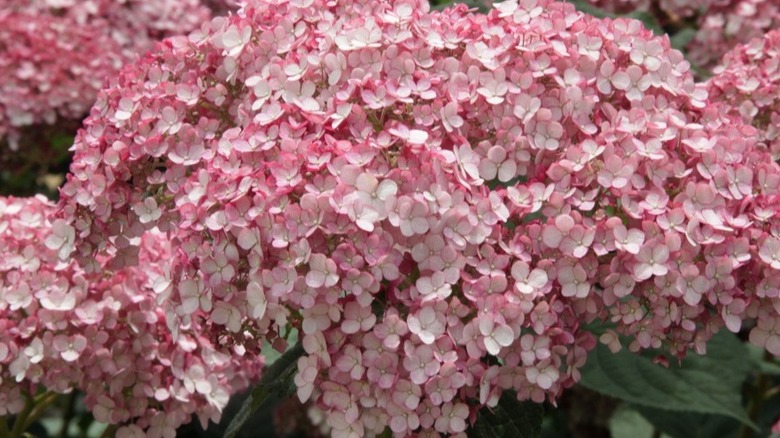 White and pink flowers of Incrediball Blush hydrangea