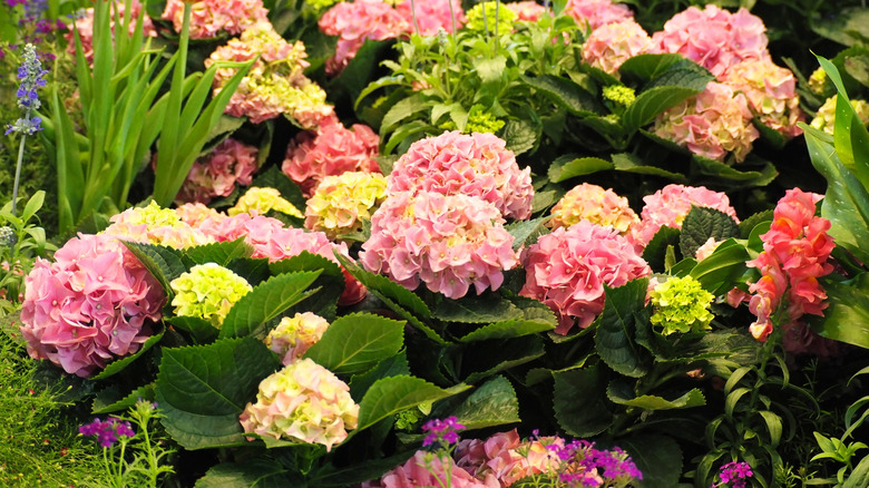 Colorful hydrangea flowers blooming in a winter garden