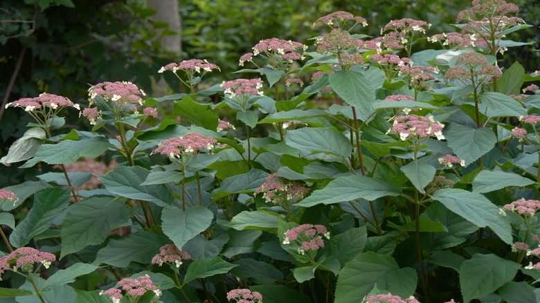 Plum-colored flowers and ruby stems of Invincibelle Lace smooth hydrangea