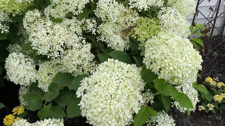 Light green flowers of Invincibelle Limetta smooth hydrangea