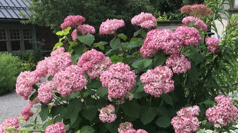 Clusters of pink flowers of Invincibelle Spirit II hydrangea