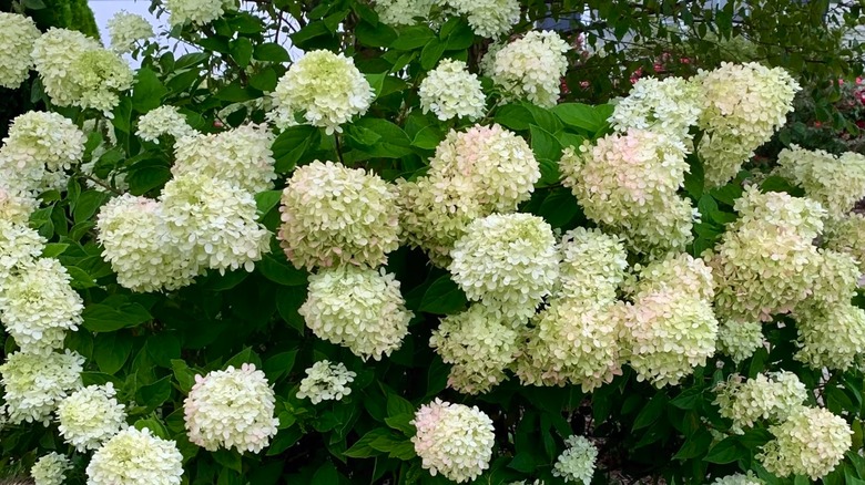 Pink turning lime green flowers of Little Lime hydrangea