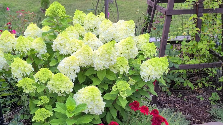 Little Lime Punch hydrangea flowers blooming in garden