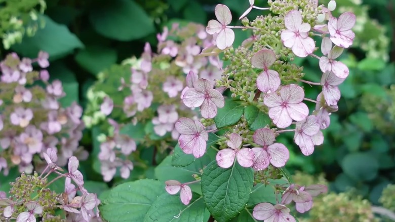 Light pink flowers of Little Quick Fire hardy hydrangea