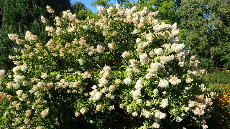 Light pink and white flowers of Peegee hydrangea receiving sunlight