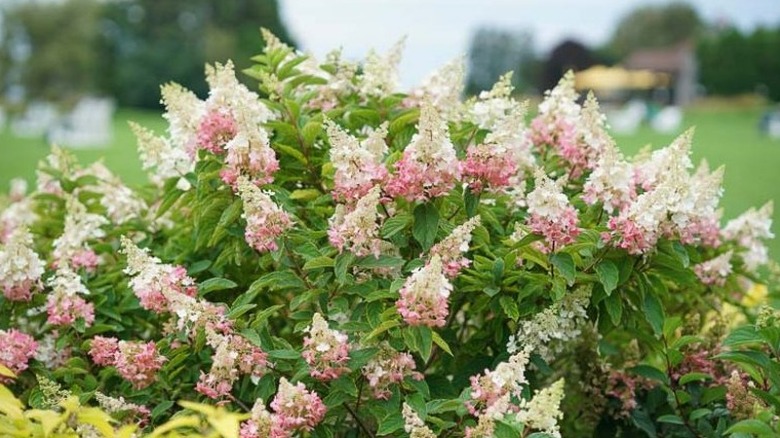 Bicolored flowers of Pinky Winky hydrangea in bloom