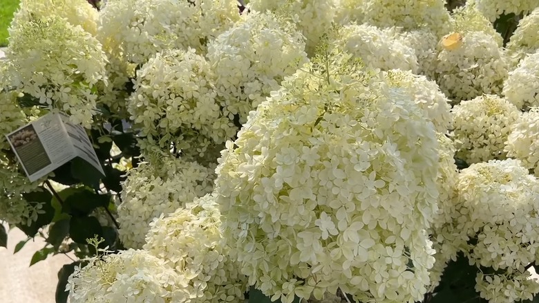 Puffed up white flowers of Puffer Fish panicle hydrangea