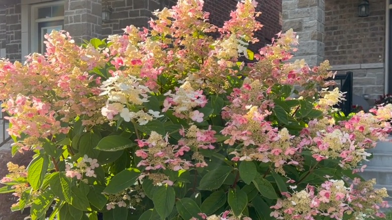 Pink and white flowers of Quick Fire hydrangea in bloom