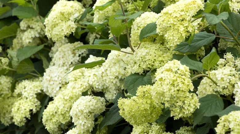 Light green flowers of Seaside Serenade Bar Harbor hydrangea