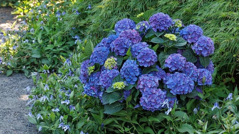Blue and violet blooms of Seaside Serenade Newport hydrangea