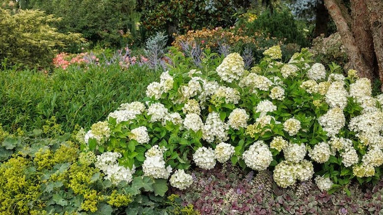 White flowers of Strawberry Shake hydrangea in bloom