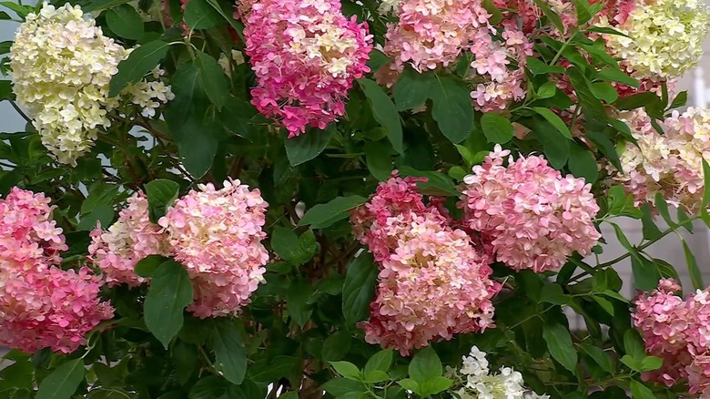 White, pink, and strawberry red blooms of Strawberry Sundae hydrangea