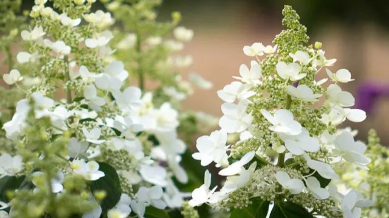 White flowers of Tardiva hydrangea in bloom