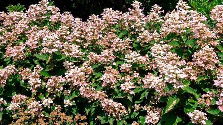 Pink and white flowers of Torch hardy hydrangea receiving sunlight