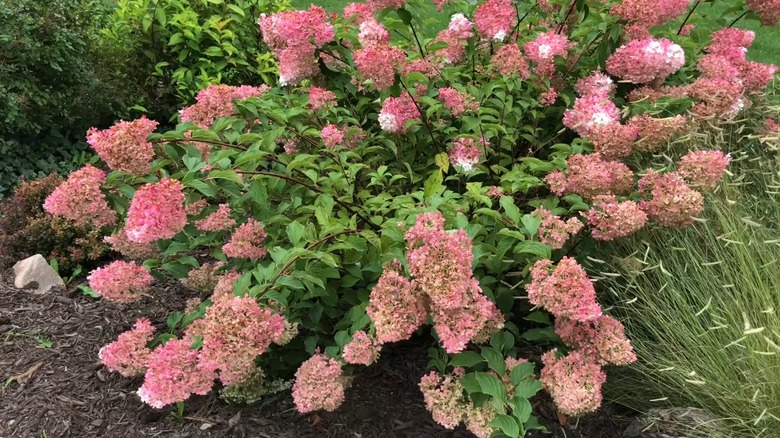Pink flowers of Vanilla Strawberry hydrangea