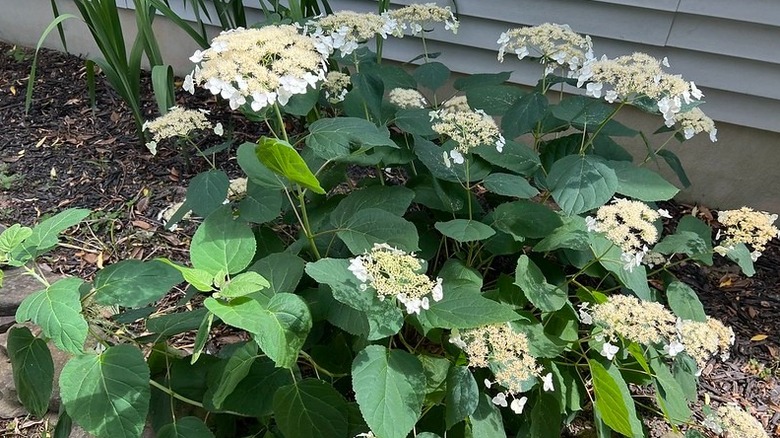 Wild hydrangea 'Haas' Halo' flowers and large green leaves