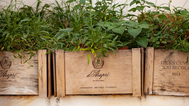 Plants in reused wine boxes