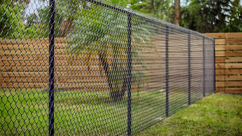 chain-link fence dividing garden