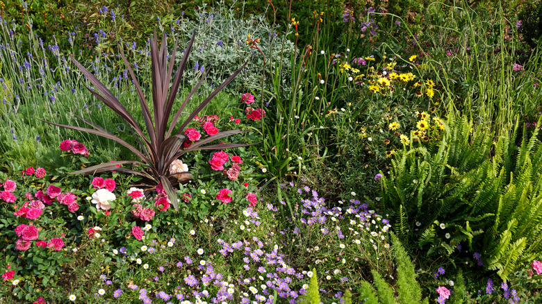 Various ground cover plants with pink, purple, and yellow flowers