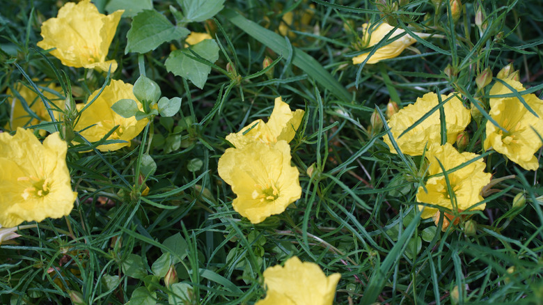 A close up image of the calylophus drummondianus