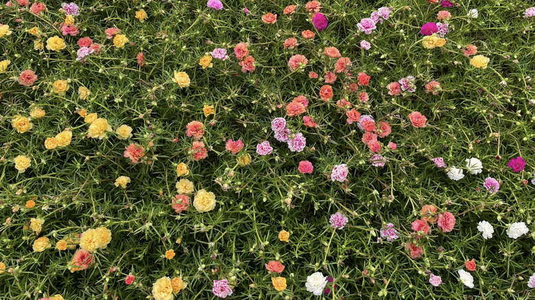 Moss rose as ground cover in various colors