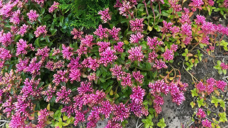 The star-shaped pink sedum spurium