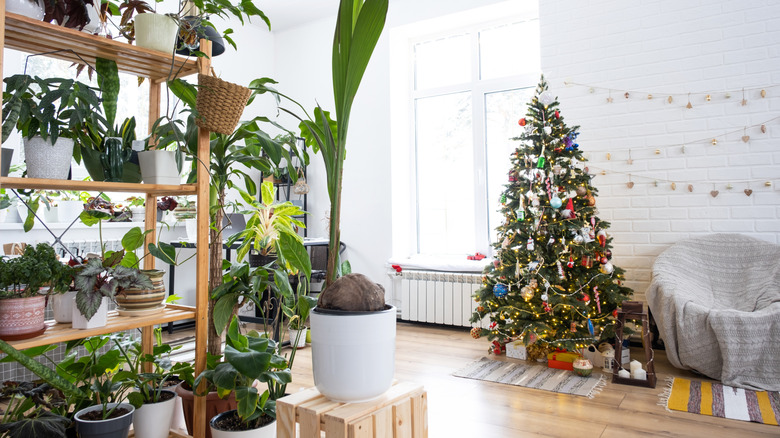 Christmas tree in a livingroom with a large plant stand filled with houseplants