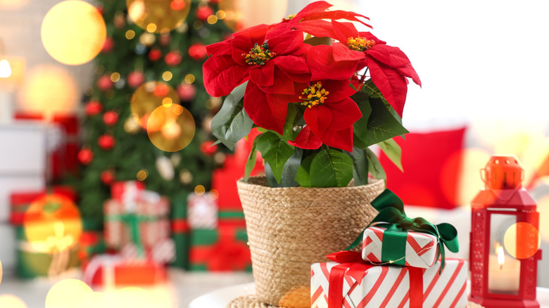 Poinsettia on a table with gifts in front of a Christmas tree