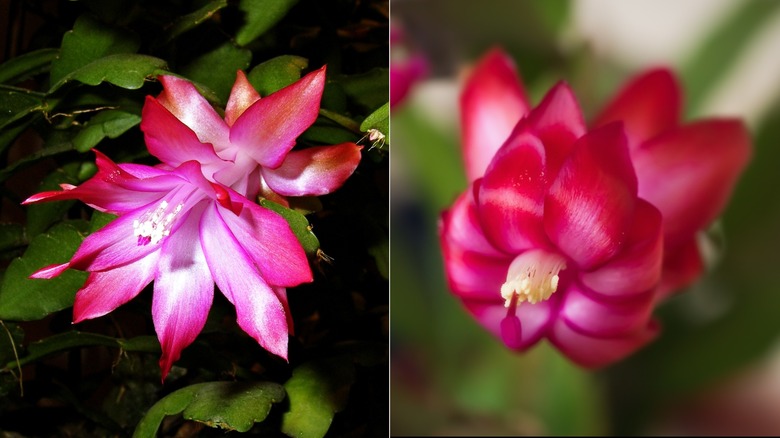 Christmas cactus in bloom (Left); Thanksgiving Cactus in bloom (Right)