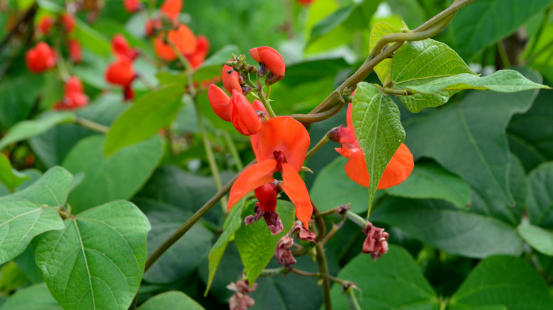 scarlet runner beans