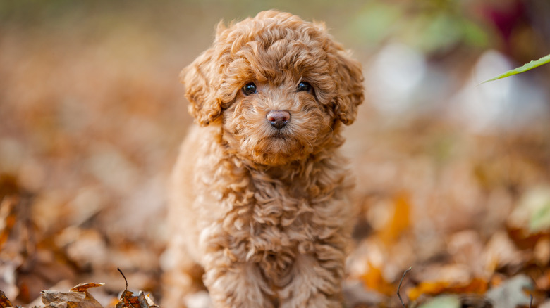 Chocolate labradoodle puppy