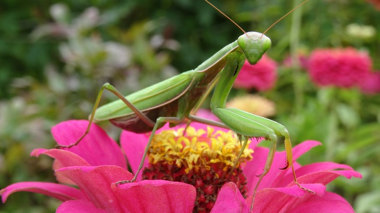 Praying mantis on a flower