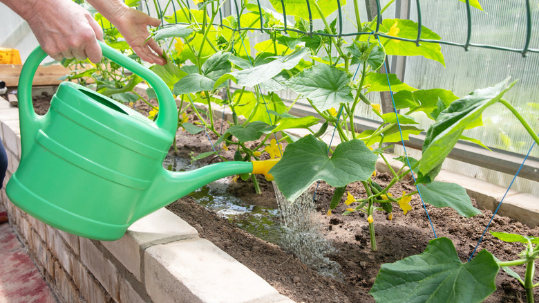 Person irrigating cucumber plants with watering can
