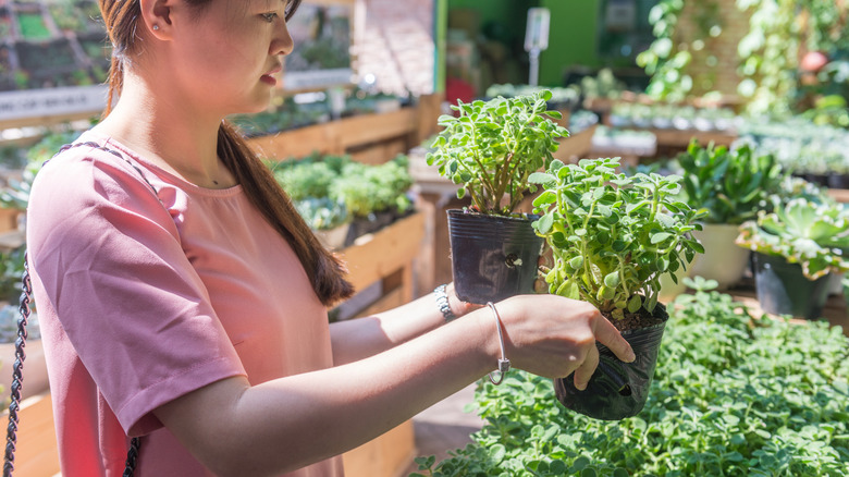 Woman choosing herbs at garden center