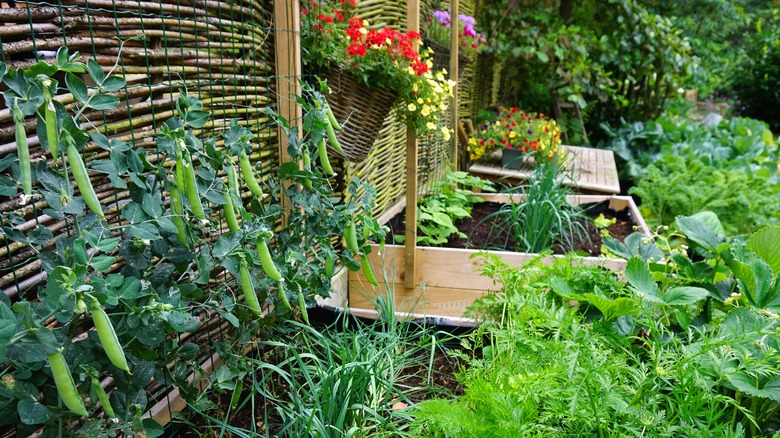 Vegetable garden