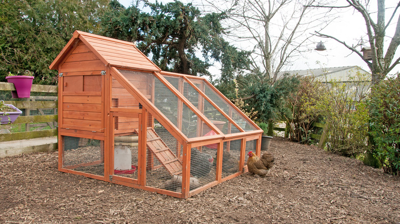 wooden chicken coop