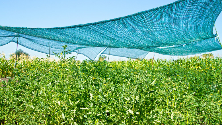 Tomato garden with shade cover