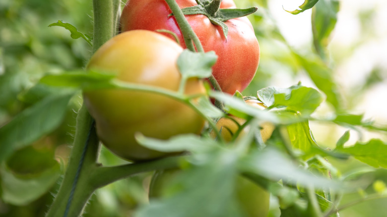 Tomatoes growing on a vine